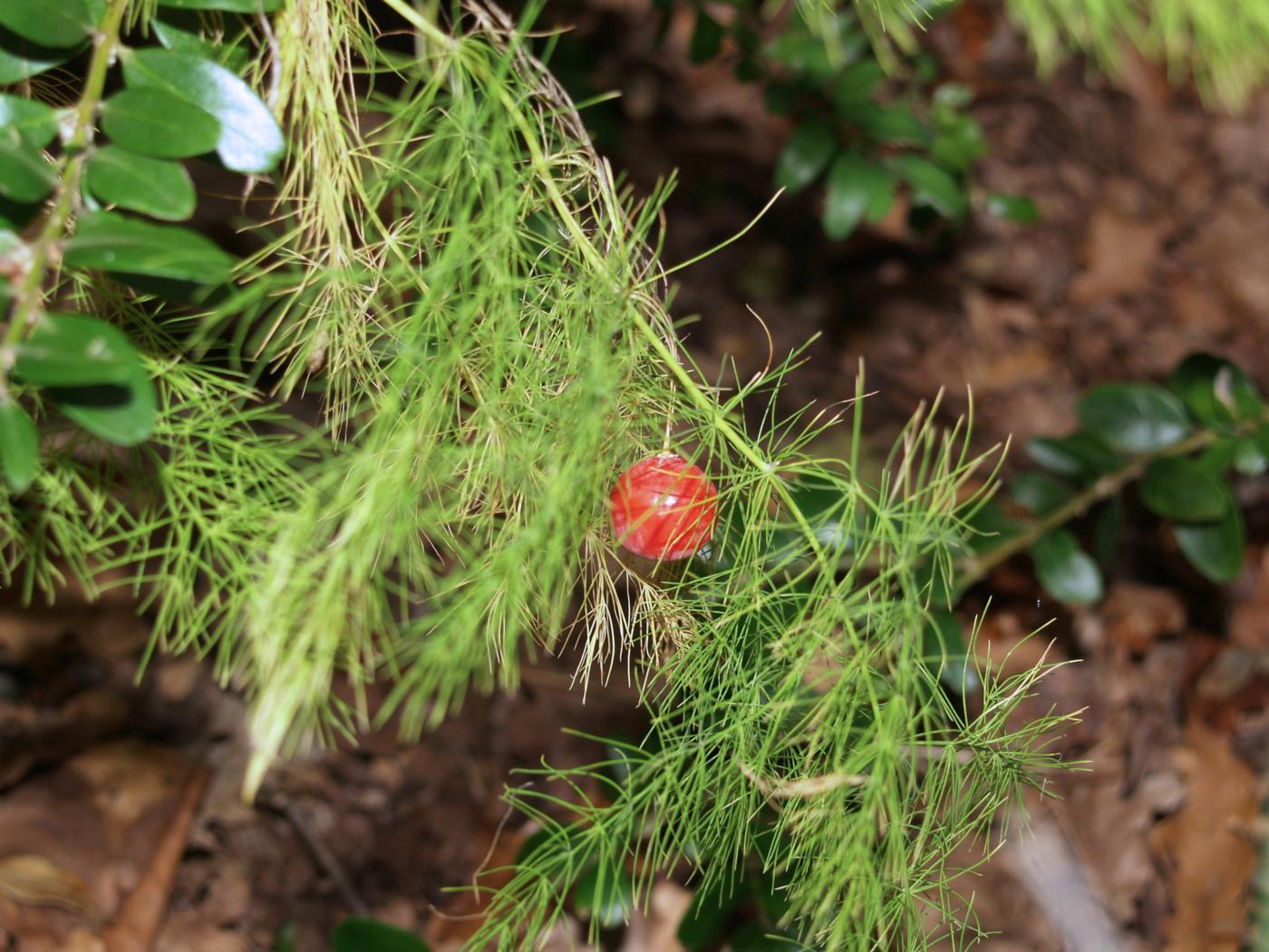 Asparagus, Outstretched leaves fruit